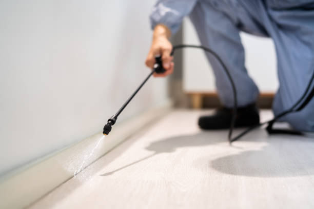 Licensed Wasp Removal service in Bronson, FL - Show Me Pest Control